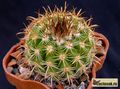  PARODIA subtilihamata FR741